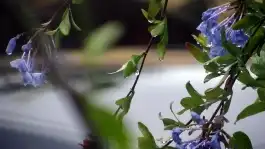 Twilight Raindrops